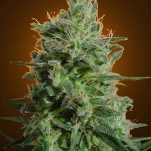 Paradise Seeds - DELAHAZE | Feminized cannabis seeds - Image 9