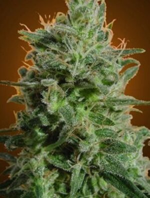 Paradise Seeds - DELAHAZE | Feminized cannabis seeds - Image 5
