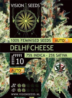 Vision Seeds - DELHI CHEESE AUTO | Autoflowering cannabis seeds - Image 3