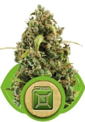 royal queen seed diesel automatic