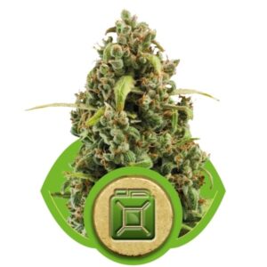 royal queen seed diesel automatic