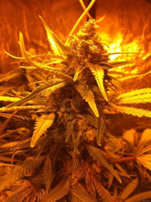Royal Queen Seeds - DIESEL AUTOMATIC | Hemp autoflowering seeds - Image 10