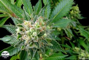 Royal Queen Seeds - DIESEL AUTOMATIC | Hemp autoflowering seeds - Image 11