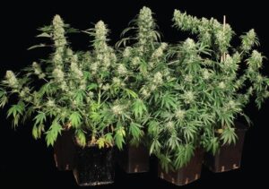 Dobrá semena konopí OMG