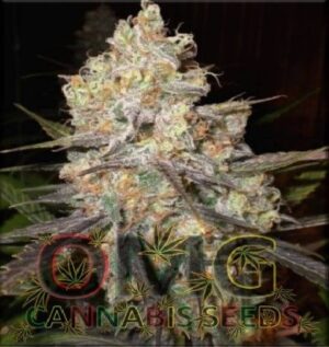 Dobrá semena konopí OMG