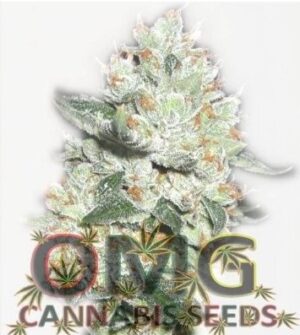 Dobrá semena konopí OMG