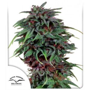 konopi durban poison