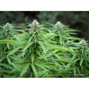 konopi durban poison