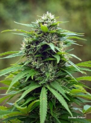 konopi durban poison