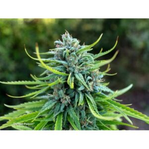 konopi durban poison