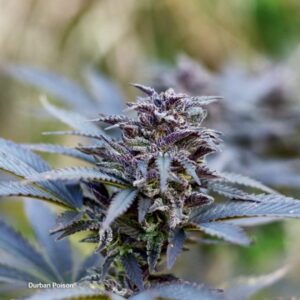 konopi durban poison