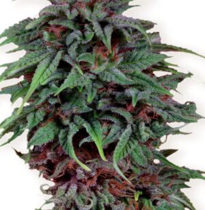 Dutch Passion - DURBAN POISON ® | Feminized Cannabis Seeds - Image 10