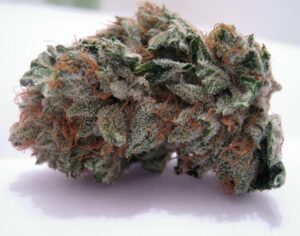 Paradise Seeds - DURGA MATA II CBD | Feminized hemp seeds - Image 6