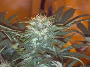 Paradise Seeds - DURGA MATA II CBD | Feminized hemp seeds - Image 7