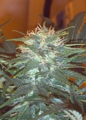 Paradise Seeds - DURGA MATA II CBD | Feminized hemp seeds - Image 5