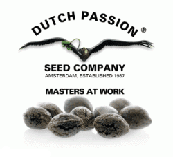 Dutch Passion-growmart-growshop