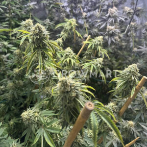 Cookies Cannabis - Corn Syrup | Feminized hemp seeds - Image 2