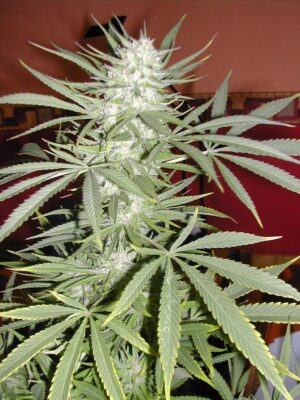 Sensi Seeds - Early Skunk Feminized | Feminized Cannabis Seeds - Image 7