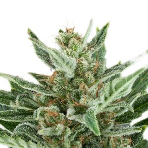Royal Queen Seeds - EASY BUD | Hemp autoflowering seeds - Image 8