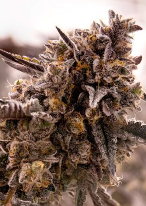 Expertní semínka konopí Gorilla Cookies