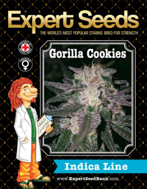 Expertní semínka konopí Gorilla Cookies