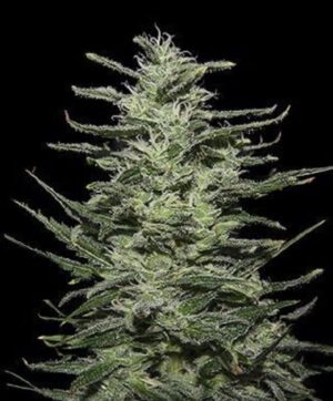 Extrémní konopná semínka Amnesia Molotov