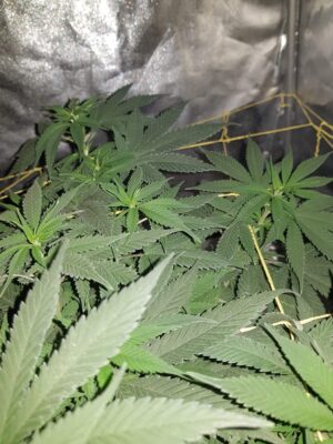 Extrémní konopná semínka Amnesia Molotov