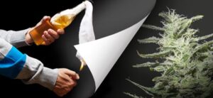 Extrémní konopná semínka Amnesia Molotov