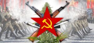 Extrémní konopná semínka Amnesia Molotov