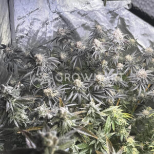 Cookies Cannabis - Corn Syrup | Feminized hemp seeds - Image 3