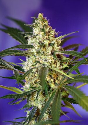Sweet Seeds® - Fast Bud Auto ® | Autoflowering cannabis seeds - Image 5