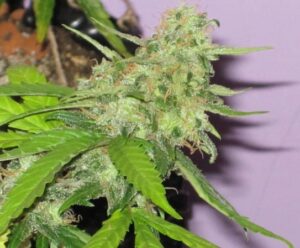 Sweet Seeds® - Fast Bud Auto ® | Autoflowering cannabis seeds - Image 6