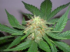 Sweet Seeds® - Fast Bud Auto ® | Autoflowering cannabis seeds - Image 7