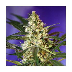Sweet Seeds® - Fast Bud Auto ® | Autoflowering cannabis seeds - Image 9