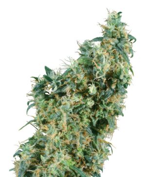 Sensi Seeds - First Lady Regular | Regular Cannabis Seeds - Image 2