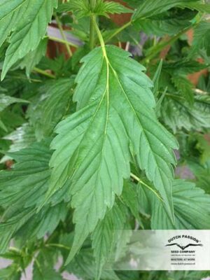Dutch Passion - FRISIAN DUCK ® | Feminized Hemp Seeds - Image 8