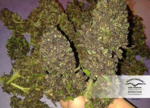 Dutch Passion - FRISIAN DUCK ® | Feminized Hemp Seeds - Image 9