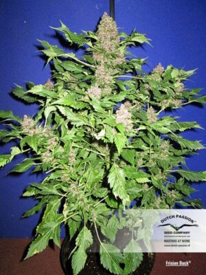 Dutch Passion - FRISIAN DUCK ® | Feminized Hemp Seeds - Image 7