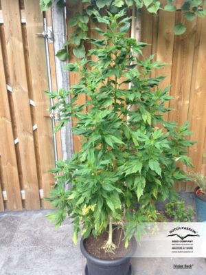 Dutch Passion - FRISIAN DUCK ® | Feminized Hemp Seeds - Image 6