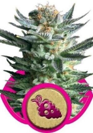 growmart-fruit-spirit