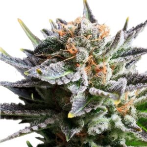 Royal Queen Seeds - FRUIT SPIRIT | Feminized cannabis seeds - Image 9