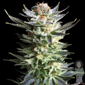 Royal Queen Seeds - FRUIT SPIRIT | Feminized cannabis seeds - Image 6