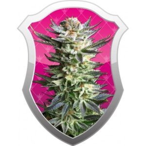 Royal Queen Seeds - FRUIT SPIRIT | Feminized cannabis seeds - Image 11