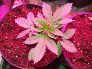 Royal Queen Seeds - FRUIT SPIRIT | Feminized cannabis seeds - Image 8