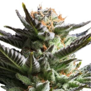 Royal Queen Seeds - FRUIT SPIRIT | Feminized cannabis seeds - Image 10