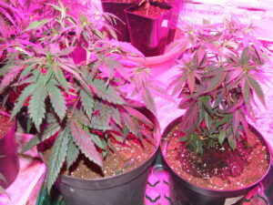 Royal Queen Seeds - FRUIT SPIRIT | Feminized cannabis seeds - Image 7