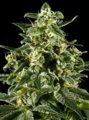 Green House Seed - HIMALAYA GOLD | Feminized cannabis seeds - Image 5