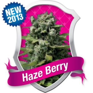Royal Queen Seeds - HAZE BERRY | Feminized cannabis seeds - Image 8