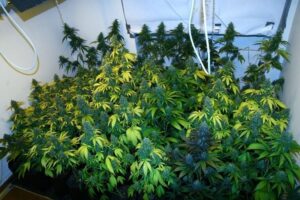 Royal Queen Seeds - HAZE BERRY | Feminized cannabis seeds - Image 6