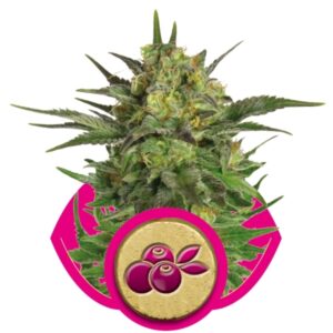 Royal Queen Seeds - HAZE BERRY | Feminized cannabis seeds - Image 9